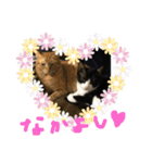 加藤家の猫さんズ（個別スタンプ：2）