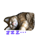 加藤家の猫さんズ（個別スタンプ：3）