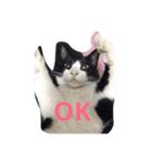 加藤家の猫さんズ（個別スタンプ：5）