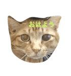 加藤家の猫さんズ（個別スタンプ：6）