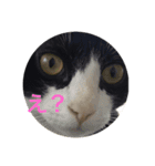 加藤家の猫さんズ（個別スタンプ：7）
