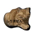 加藤家の猫さんズ（個別スタンプ：8）
