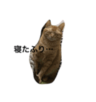 加藤家の猫さんズ（個別スタンプ：9）