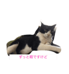 加藤家の猫さんズ（個別スタンプ：10）