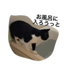 加藤家の猫さんズ（個別スタンプ：11）