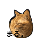 加藤家の猫さんズ（個別スタンプ：12）