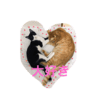 加藤家の猫さんズ（個別スタンプ：13）