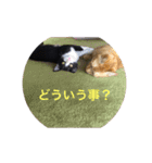 加藤家の猫さんズ（個別スタンプ：14）