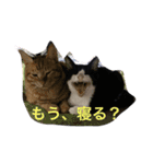 加藤家の猫さんズ（個別スタンプ：15）