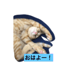 加藤家の猫さんズ（個別スタンプ：16）