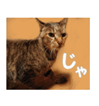 ねこ ネコ 猫（個別スタンプ：21）