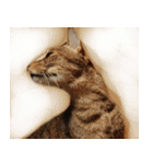 ねこ ネコ 猫（個別スタンプ：27）