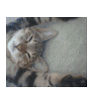 ねこ ネコ 猫（個別スタンプ：32）