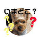 ちょこちゃんのスタンプ2（個別スタンプ：1）
