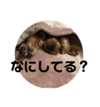 ちょこちゃんのスタンプ2（個別スタンプ：9）