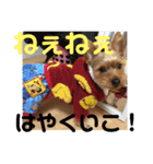 ちょこちゃんのスタンプ2（個別スタンプ：13）