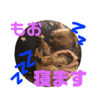 ちょこちゃんのスタンプ2（個別スタンプ：14）