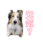 シェルティ＆コリーの日常スタンプ☆☆（個別スタンプ：9）