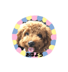 ティアラちん（個別スタンプ：1）