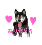 黒柴しえる（個別スタンプ：1）