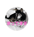 黒柴しえる（個別スタンプ：2）