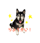 黒柴しえる（個別スタンプ：3）