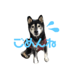 黒柴しえる（個別スタンプ：4）