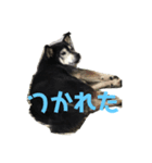 黒柴しえる（個別スタンプ：6）