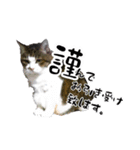 ちゃーしゅーめい（個別スタンプ：1）