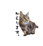 ちゃーしゅーめい（個別スタンプ：5）