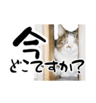 ちゃーしゅーめい（個別スタンプ：6）