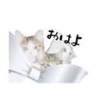 ちゃーしゅーめい（個別スタンプ：7）