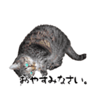 ちゃーしゅーめい（個別スタンプ：8）
