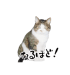 ちゃーしゅーめい（個別スタンプ：12）