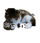 ちゃーしゅーめい（個別スタンプ：13）