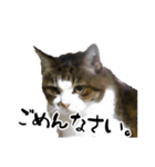 ちゃーしゅーめい（個別スタンプ：15）