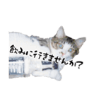 ちゃーしゅーめい（個別スタンプ：17）