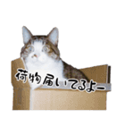 ちゃーしゅーめい（個別スタンプ：19）