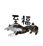 ちゃーしゅーめい（個別スタンプ：23）