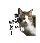 ちゃーしゅーめい（個別スタンプ：25）