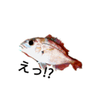 ヘンテコ魚魚魚（個別スタンプ：1）