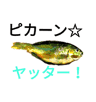 ヘンテコ魚魚魚（個別スタンプ：5）