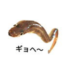 ヘンテコ魚魚魚（個別スタンプ：6）
