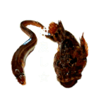 ヘンテコ魚魚魚（個別スタンプ：8）
