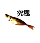 ヘンテコ魚魚魚（個別スタンプ：13）