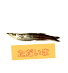 ヘンテコ魚魚魚（個別スタンプ：14）