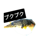 ヘンテコ魚魚魚（個別スタンプ：15）