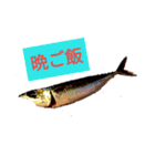 ヘンテコ魚魚魚（個別スタンプ：16）