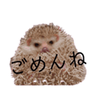 ハリネズミの「こぢ」（個別スタンプ：5）
