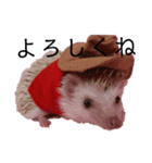 ハリネズミの「こぢ」（個別スタンプ：6）